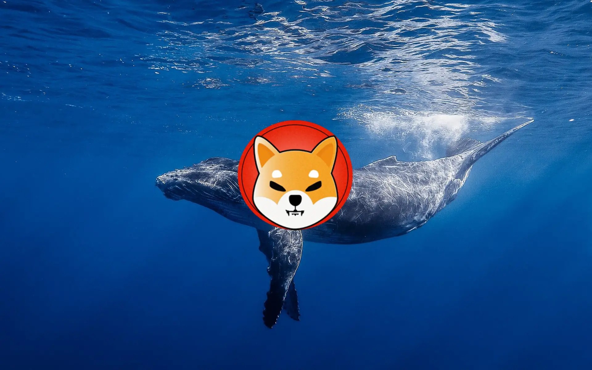 Shiba Inu (SHIB) Piyasasında Hareketlilik ve Balina Stratejileri